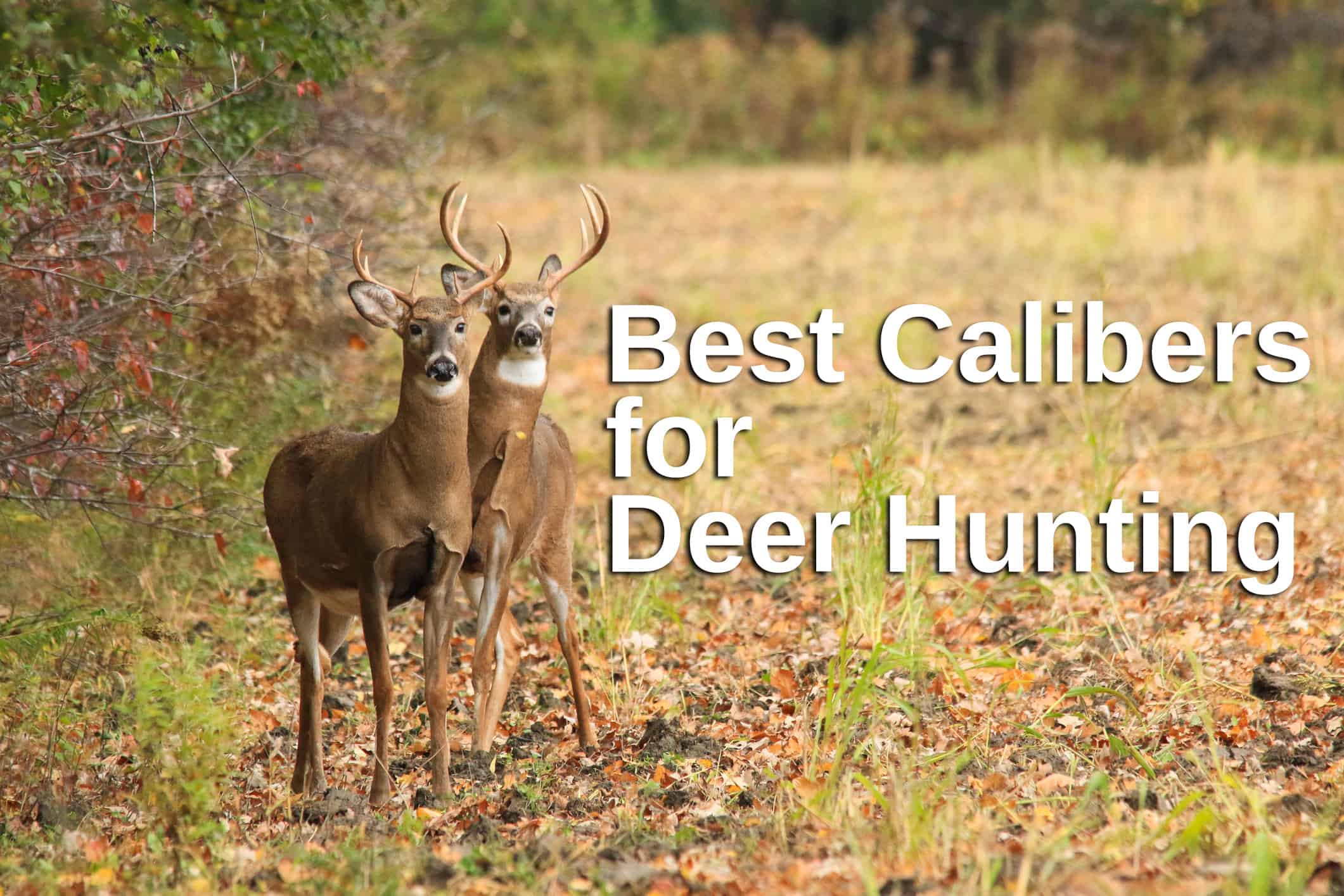 The Best Deer Hunting Caliber - A Guide