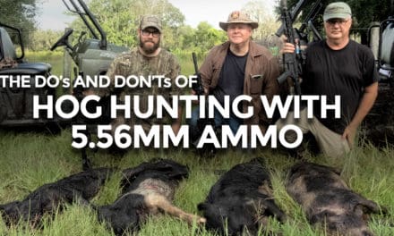 Using 5.56mm Ammo for Hog Hunting